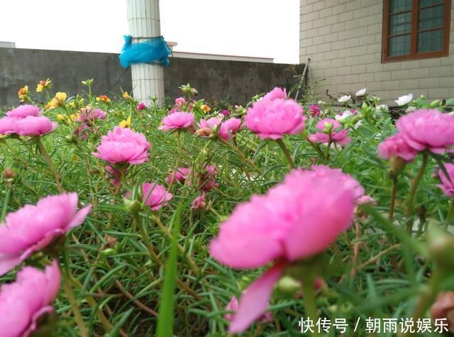 一年生|养一年生太阳花和宿根太阳花,用1招,一棵养2年,开花多变老桩