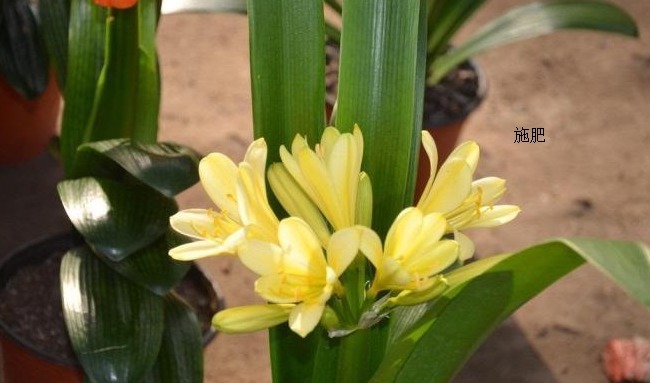 夏天如何正确的养护君子兰，很多人都搞错了，结果没有养好