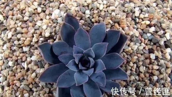 盘点:20种世界上最黑的花,黑的美,黑的妙,黑的呱呱叫