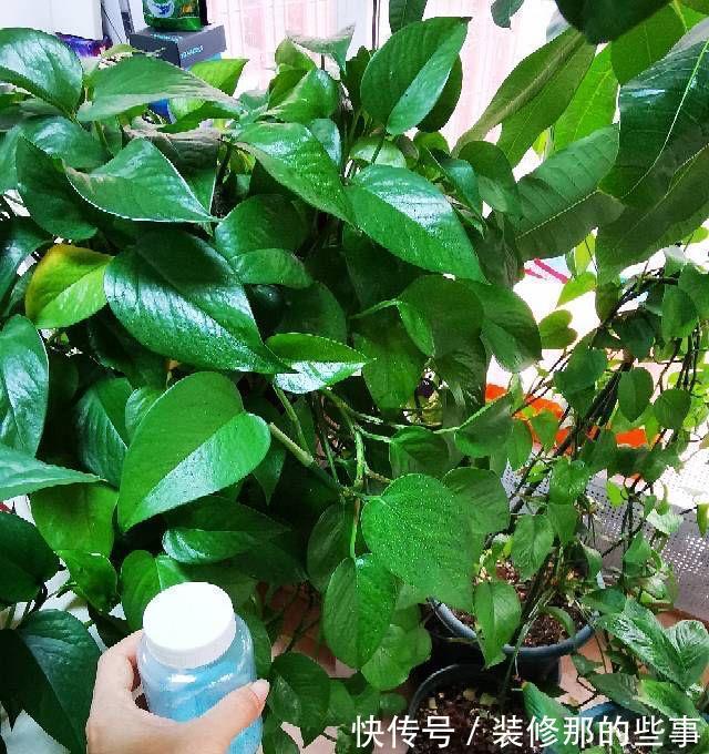 茂盛|绿萝长得慢，用它浇一浇，叶子更绿更多，肥得流油