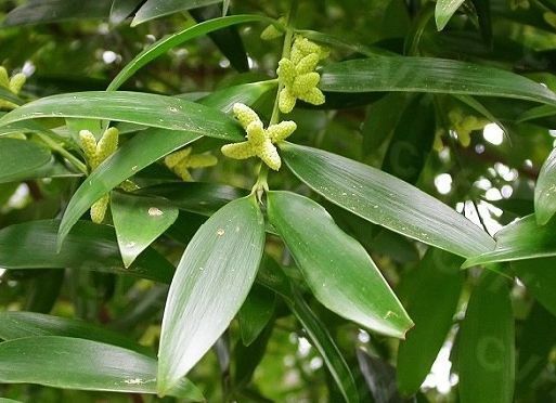 家有异味,养这款“香香花”超级棒,堪比顶级香水,花香醉人