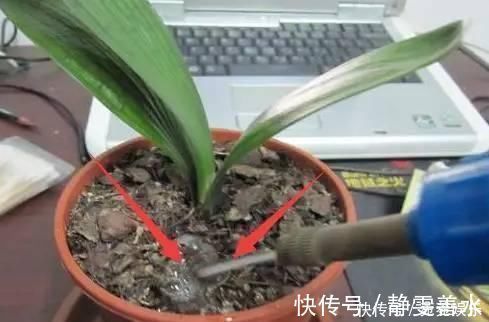 花匠|养花别只会傻傻浇水,老花匠教你1诀窍,让家里盆栽油光发亮