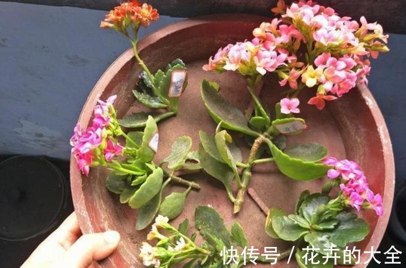 秋天降温后，5种花赶紧扦插，不黑腐生根快，一盆轻松变多盆