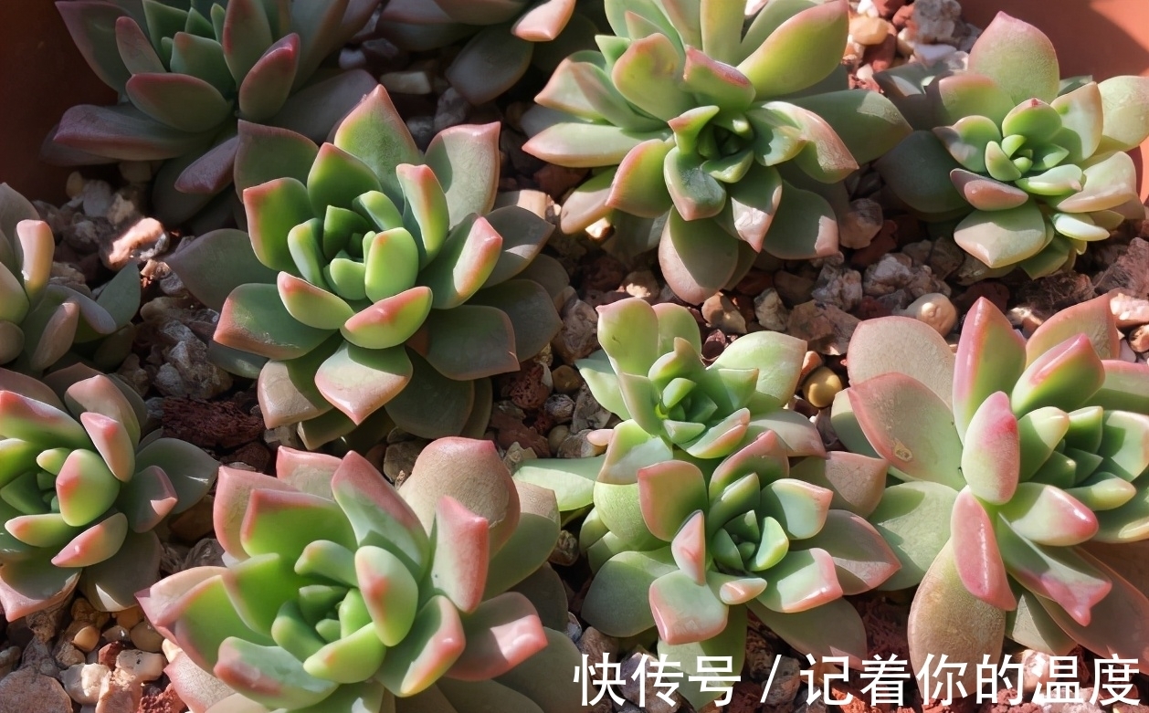 多肉叶子想长成小苗,为养花人,上盆前后要多提防“不当之举”