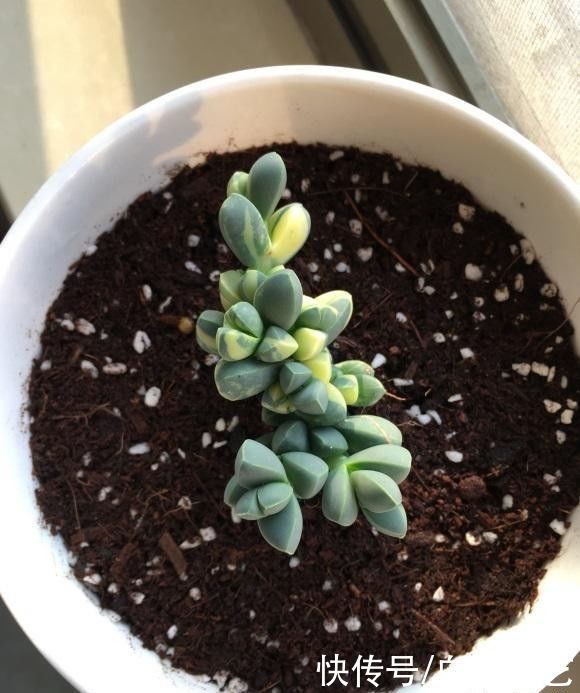  海棠|鹿角海棠变色了，绿叶变黄叶，原来是“出锦”，真是太幸运了