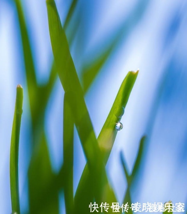 植株|养兰花做好“4步”,叶子不干尖,生长旺盛,新芽多,开花才棒