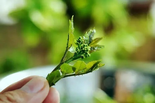 维生素c|适合秋季吃的三种食物,排毒养颜,延缓衰老