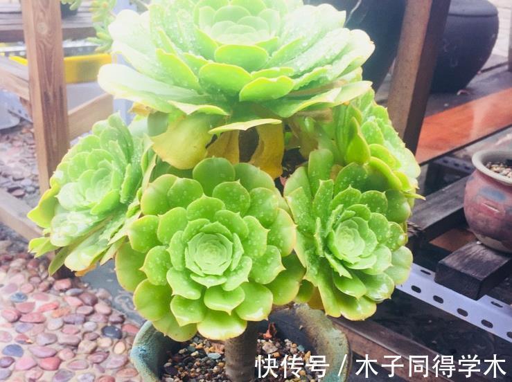 枝叶|养多肉绿羊绒，这些打理到位，爆头易，还能持久散发出花香