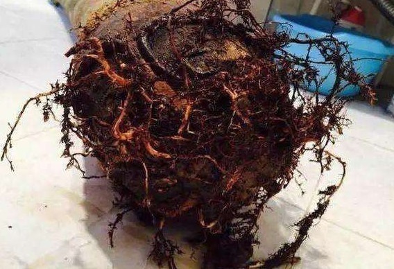 修剪|垃圾桶旁边一堆快死的花，到底该不该捡悄悄拎回家赚大发了