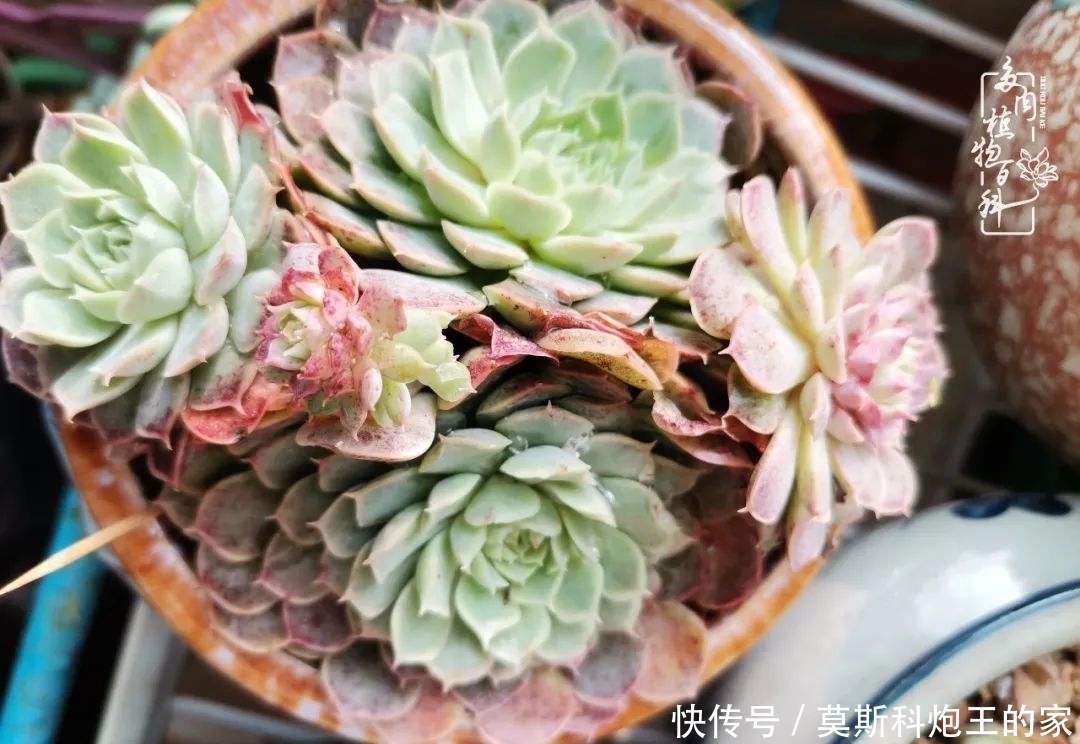 回顾令人难忘的2020年!2021,我定不负美肉不负众望!