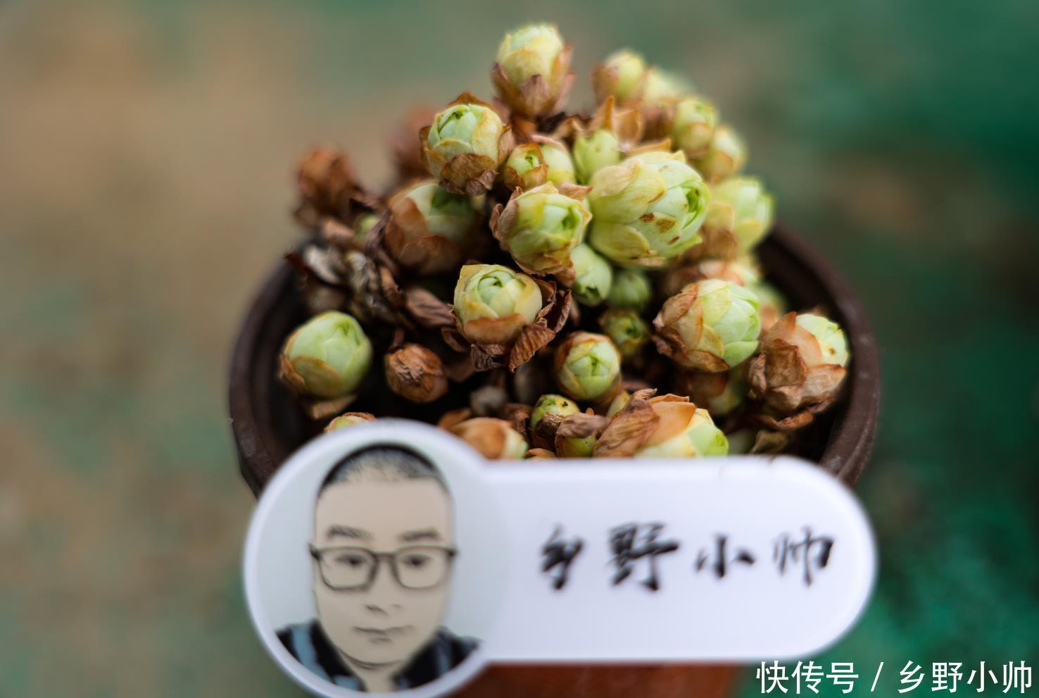 叶插|叶插出苗后夭折,让人心疼,小帅告诉你这样养护提高成功率