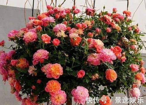 花朵|喜欢养花就盆栽月季,此款花期长、易爆盆,一株苗开出多色花
