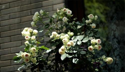  漂亮|此款盆栽月季，开花美香味浓，皮实好养，四季开花，值得拥有