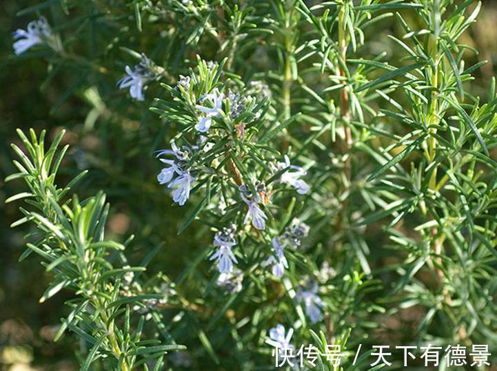 叶片|养花试试这几款，能看能养生，家里养一盆，再合适不过