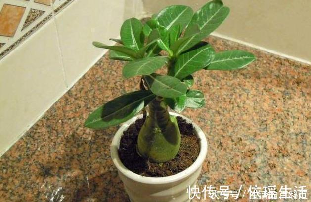 这四种绿植,十天半个月可以不浇水,爆芽、疯长到盆都装不下!