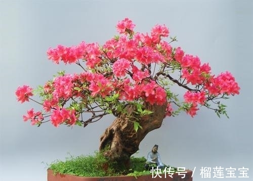 花苞|冬季映山红正确管理开花才美丽,该怎样管理?