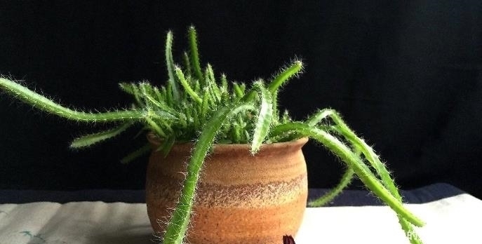 火龙果|4种水果核,撒到小花盆,一个月变精致小盆栽,还能养开花