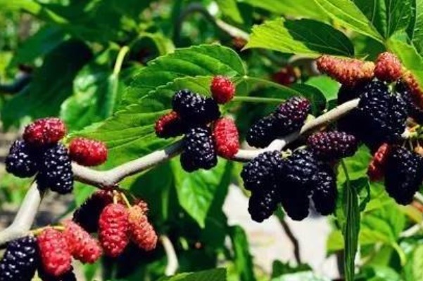 黄头罐头|夏季别只吃黄瓜,有三种瓜含铁量是红枣的六倍,女性多吃补血