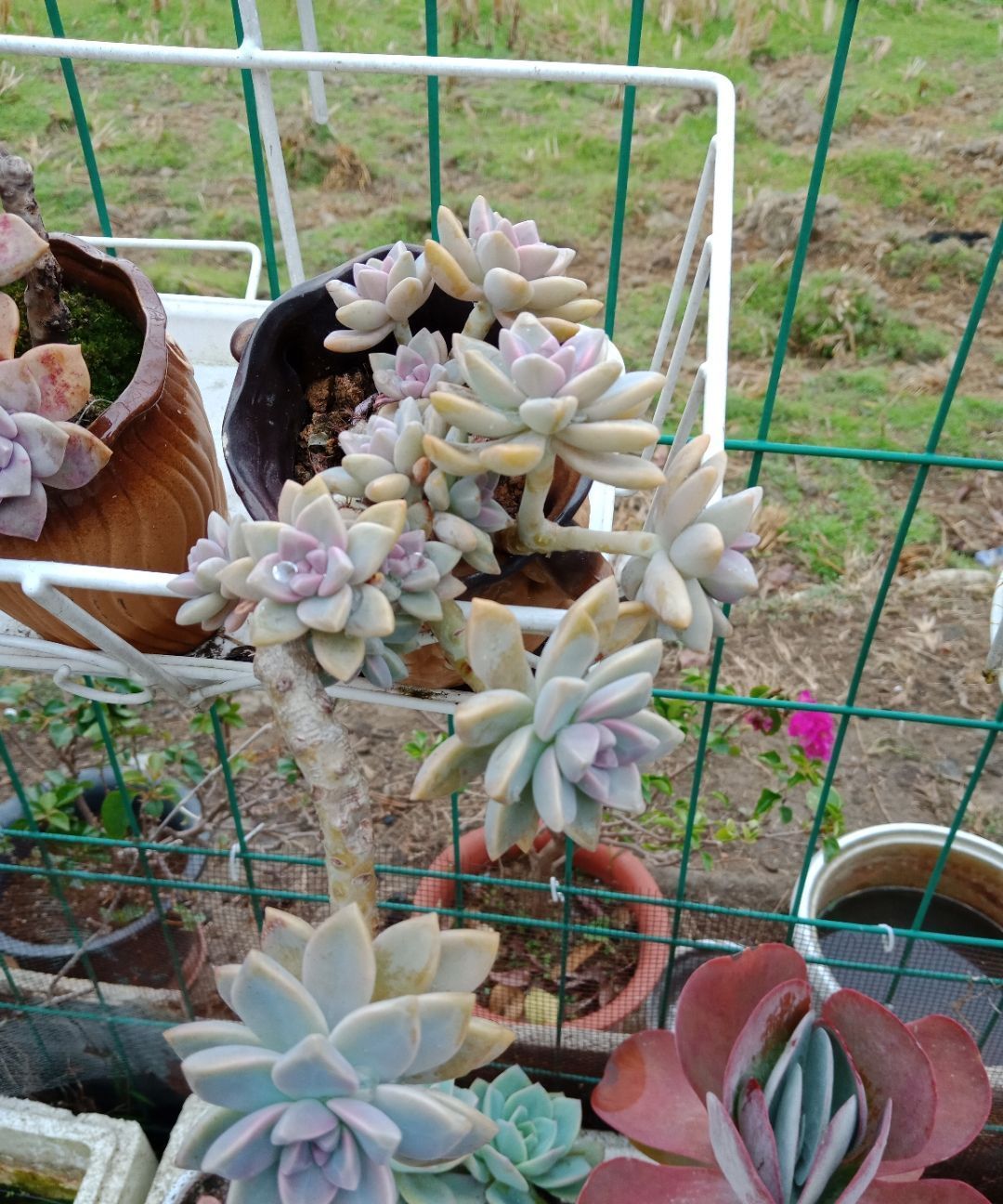 养多肉要 反向操作 冬末直接放室外 快速上色 还容易爆小崽 粉紫色 养多肉要 反向操作 冬末直接放室外 快速上色 还容易爆小崽 粉紫色