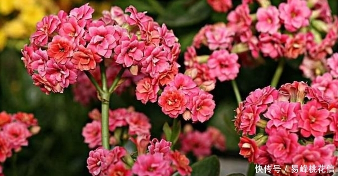 喂猪的东西,用来养花,花开起来迷死人!