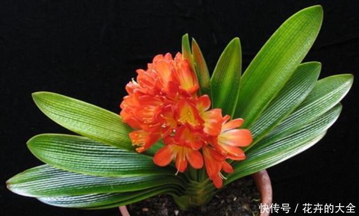 不宜|冬季君子兰入室，“3个位置”不宜摆放，容易黄叶不开花，切记！