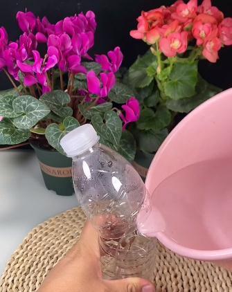 桂花的水培扦插,这样很快就能爆根