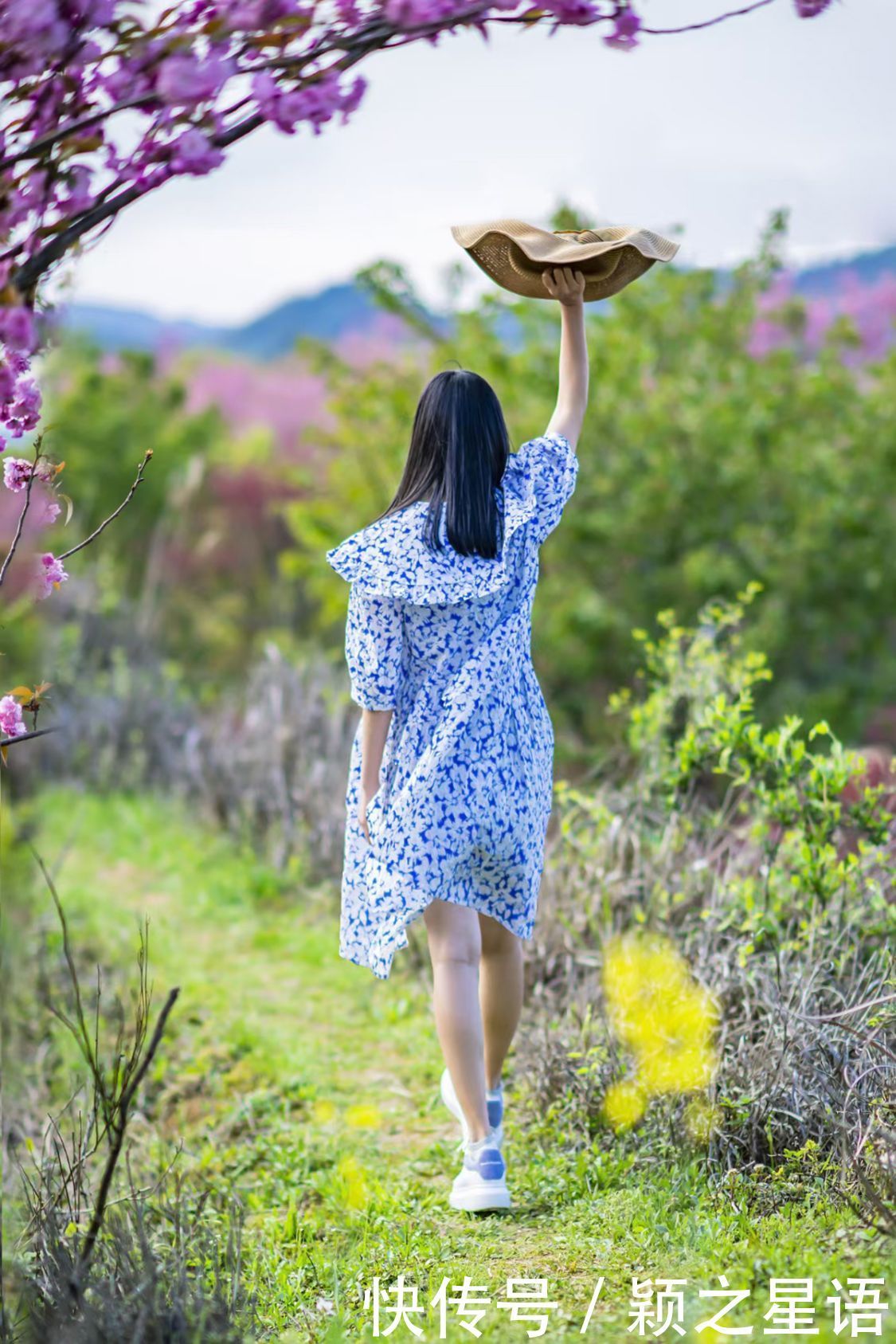 白鹿村、上马村、雅庄村，十里樱花十里尘，经典赏樱路