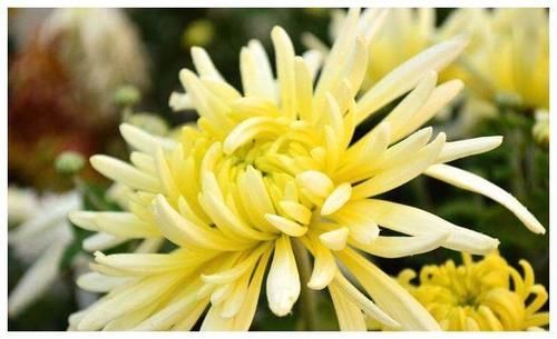 護膚|女性不想老太快，多吃3種食物，補血護膚，增強免疫力