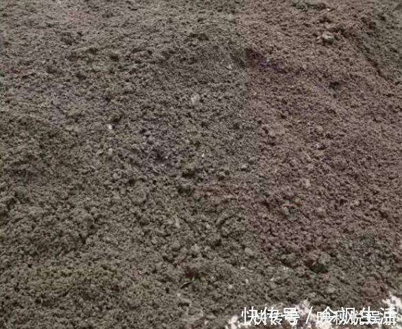 马齿苋树长得慢，涂点“自制生长液”，叶子如玉，还能养成老桩
