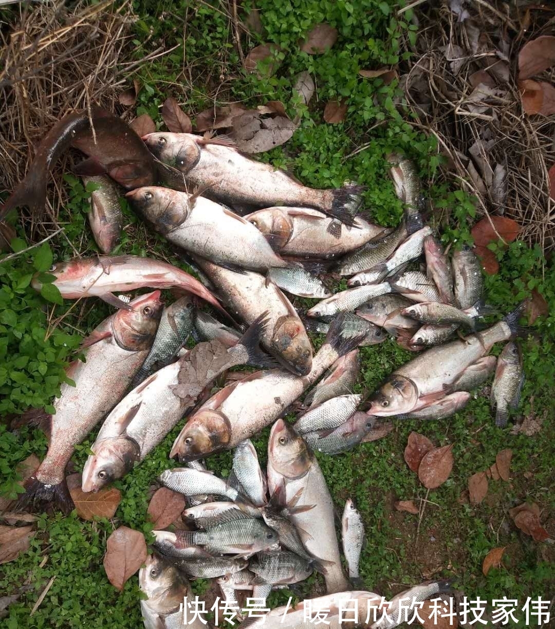 春钓鲢鳙攻略,只要有鱼一定有收获,麒麟臂和极端饵料必不可少
