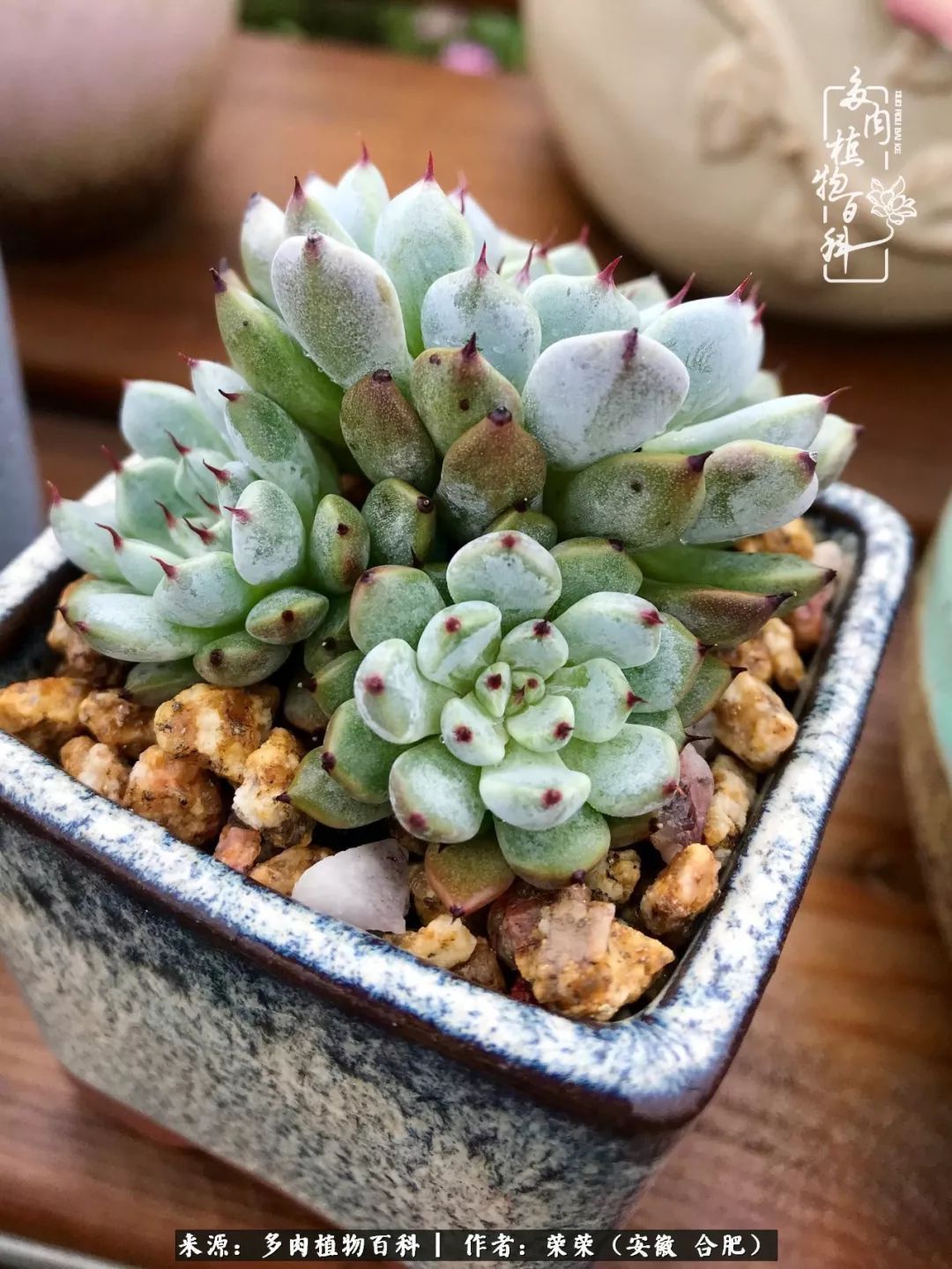 初秋时节,度夏后的多肉陆续回归!偷偷上了一层淡妆!