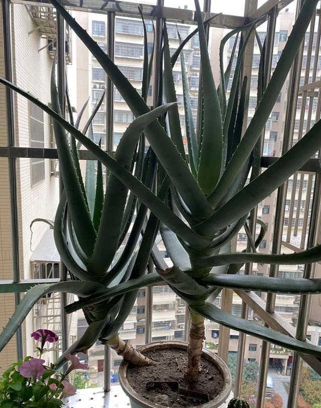 橡皮树|家里养这4种花,就要“虐一虐”,粗管粗放,越长越旺!