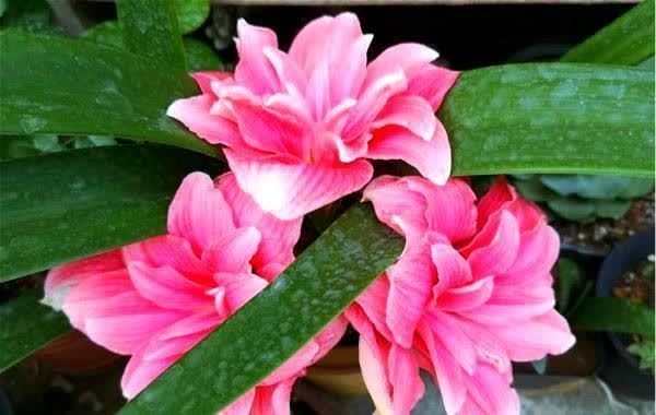 养花试试这几款,花开繁盛花香怡人,一个月不浇水也能长爆盆