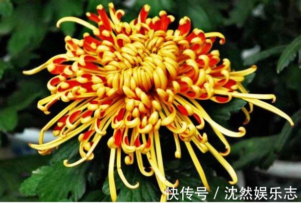 夕阳|喜欢菊花，就养盆“珍稀名菊”唐宇霞辉，似夕阳霞光，温和而秀丽
