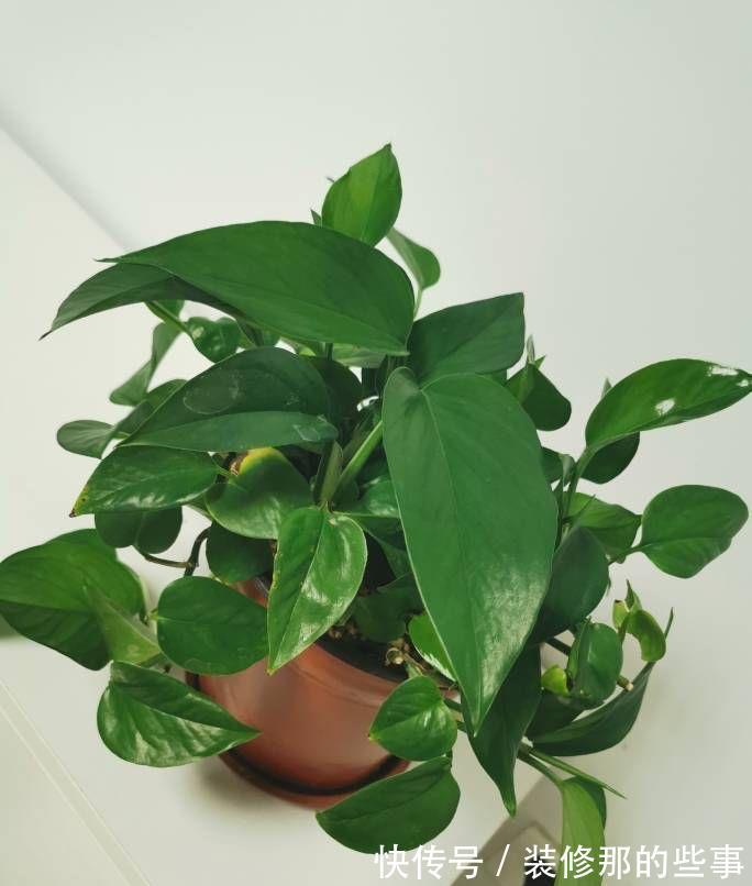 茂盛|绿萝长得慢,用它浇一浇,叶子更绿更多,肥得流油