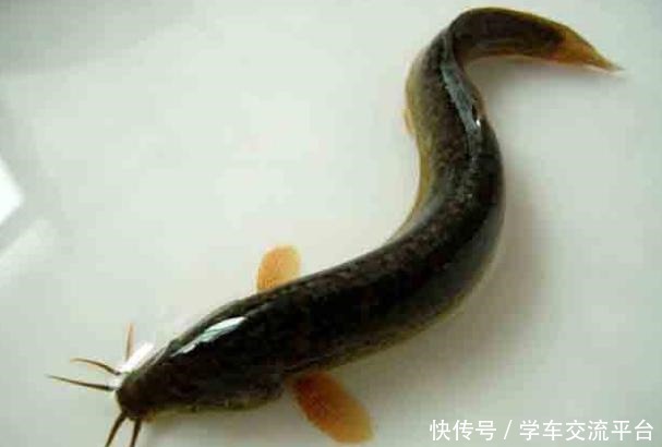 有了它，鱼缸不怕食物残渣留抵，不怕底床腐臭，能观赏又实用！