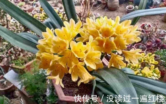 花友|图寓意好盆栽君子兰,想赏花就别忽略这4点“小要求”