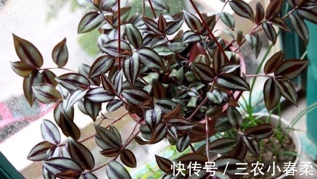 植物|这些耐阴的室内植物, 越荫蔽长越旺, 叶子绿得冒油!