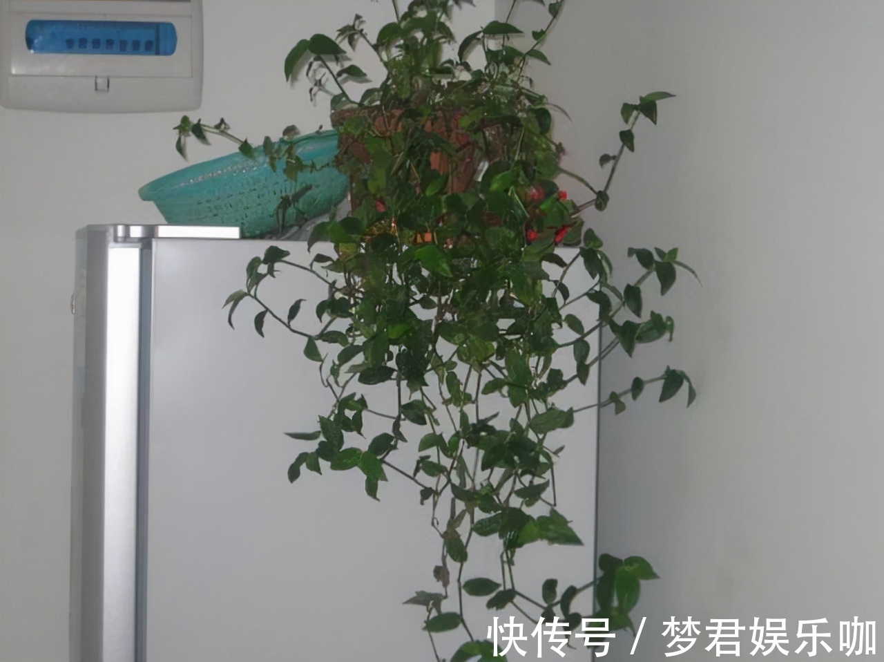 家中这“4处”摆花,花只会越来越“衰”,可惜很多人不知道