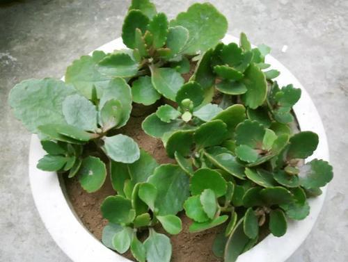 种花|5种花,6月扦插正当时,越热生根越快,现在繁殖几盆成大户