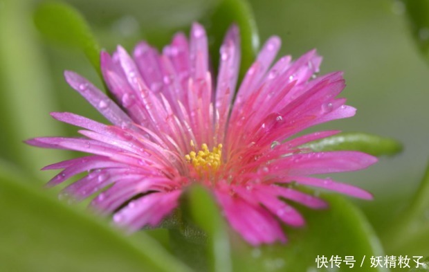 紫红色|此花紫红色的花色妖艳美丽，即可观花也可观叶，象征着独特的魅力