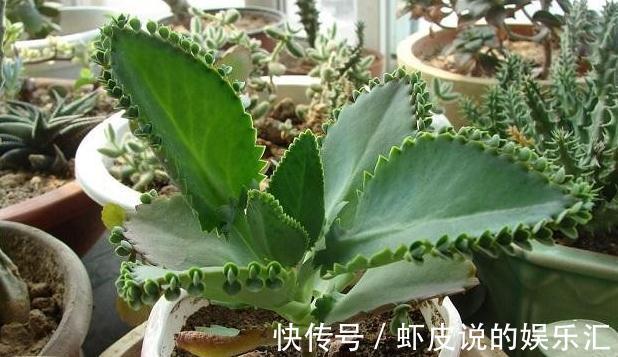 还用茶水浇花，这些坏处要知道，使用方法很重要，看看吧