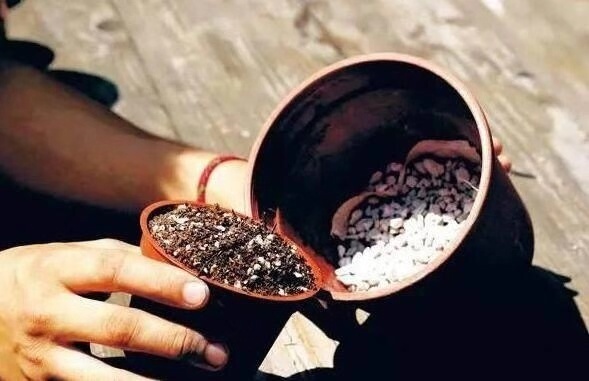 爷爷养花,出门捡点它,热水煮一煮“垫盆底”,花卉长得根粗叶绿