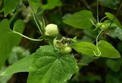 党参|路边的野党参，很多人却把它当野草，你认识它吗？