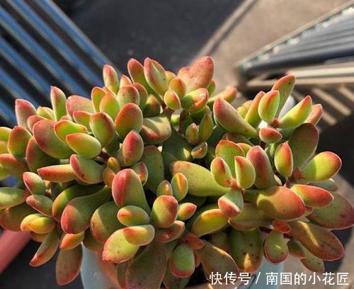 家里养多肉植物,从3个方面下手,叶片饱满有活力,新手也会养!