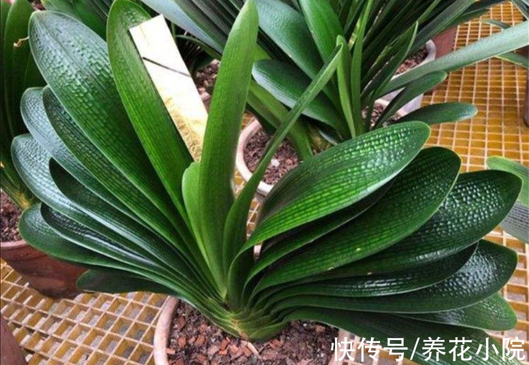 秋天为君子兰施肥，要注意4个细节，防止出现烧根黄叶