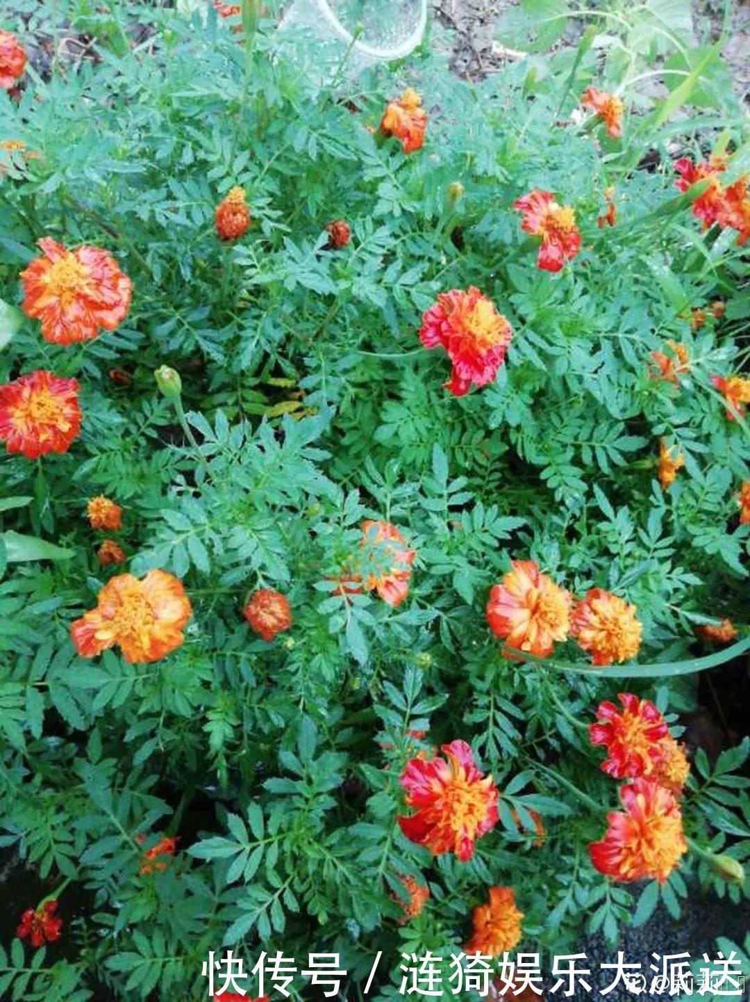 猪笼草|7种花插土里,立马长满院子,蚊虫不敢靠近!