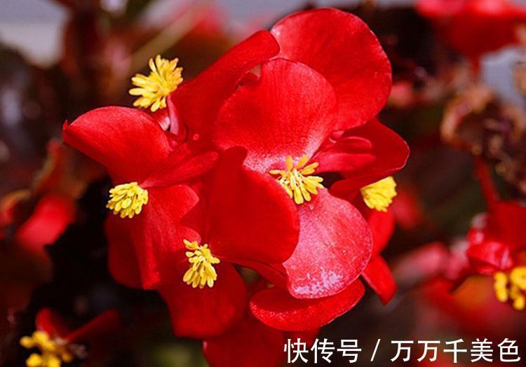 花色|农历7月29日开始,养花养个耐看的,好养易开花,花色繁多易爆盆