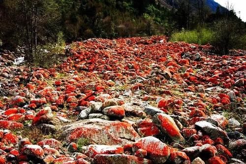 「毕棚沟」早春出游，踏雪赏花观冰川