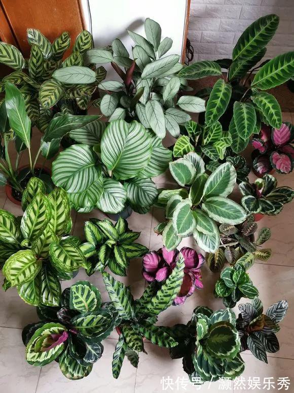 观音莲|天生“体阴”的6种花，晒太阳易黄叶，阴一点反而长得绿油油